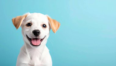 Açık mavi pastel arka planda poz veren neşeli bir köpek yavrusu. Kopya için açık alanı var. Evcil hayvan dükkanları ya da ürün tanıtım tasarımları için mükemmel. 