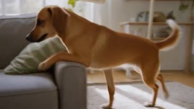 Evcil bir köpek salonda yürüyor, rahat bir kanepeye tırmanıyor, daireler çiziyor ve uyumak için kıvrılıyor. Rahatlığı, rahatlığı ve evcil hayvanlarla ev hayatı arasındaki bağı temsil eden samimi ve iç açıcı bir sahne..