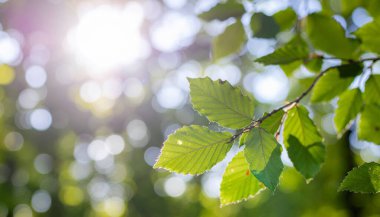 Taze Yeşil Kayın Yaprakları Bokeh Doğal Arkaplanda
