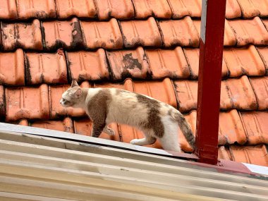 Kahverengi ve beyaz kürklü bir kedi evin çatı kiremitlerini geçiyor.