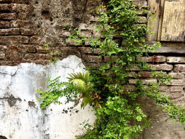 Duvar büyümüş, Antik tuğla duvar, arka plan, doku, çim ile büyümüş eski harap tuğla duvar