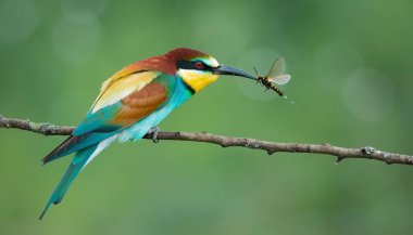 Tünemiş Arı Yiyen Böcek