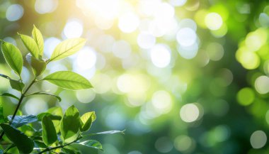 Taze Yeşil Yapraklar Yaz Bahçesinde Arka planda