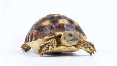 Beyaz Arkaplanda Kırpma Yolu Olan Vahşi Kaplumbağa Kesme