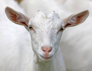 Süt Keçisi Tarım Reklamcılığı Konsepti