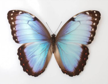 Stüdyo Arkaplanındaki Tek Kelebek Simetrik Kompozisyonu