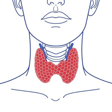 İnsan tiroit bezinin bu tıbbi illüstrasyonunu inceleyin. Boynundaki anatomik konuma bakın ve endokrin bir organ olarak hayati rolünü anlayın, hormonları, metabolizmayı ve genel vücut sağlığını düzenleyin. Net bir görsel rehber.