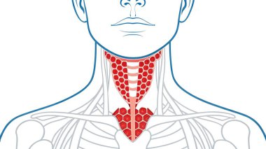 Bu resim, insan tiroid bezinin açık ve öz bir örneğini sunuyor. Kelebek şeklini ve boynundaki hassas konumu detaylandırıyor. Hormon üretiminden sorumlu bu önemli endokrin organın anatomisini vurgular..