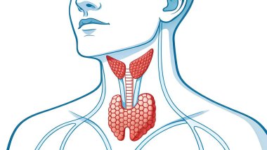 İnsan tiroit bezinin anatomisini keşfedin. Bu illüstrasyon boynundaki konumunu, trakeayı çevreleyen konumunu ve endokrin sistemindeki kilit rolünü gösteriyor. Yapısı ve genel vücut sağlığı için işlevi hakkında bilgi edinin.