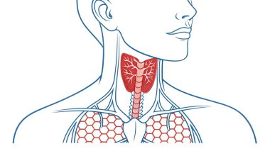 Tiroid bezi, nefes borusu ve akciğerlerin anatomik çizimi. Bu ayrıntılı diyagram boyun ve üst göğüsteki hayati organların yerini gösteriyor. Bu da insan vücudu içindeki ilişkilerini açıkça gösteriyor..