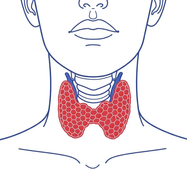 İnsan tiroit bezinin bu tıbbi illüstrasyonunu inceleyin. Boynundaki anatomik konuma bakın ve endokrin bir organ olarak hayati rolünü anlayın, hormonları, metabolizmayı ve genel vücut sağlığını düzenleyin. Net bir görsel rehber.