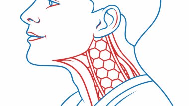 A detailed line art illustration depicting the human neck and throat in a profile view. It highlights key anatomical structures like the trachea, esophagus, and surrounding muscle groups for educational purposes.