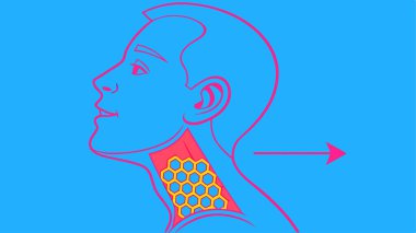 Explore a detailed illustration of the human thyroid gland, highlighting its precise location within the neck. This anatomical diagram provides a clear visual of the gland's position relative to surrounding structures, essential for understanding hum