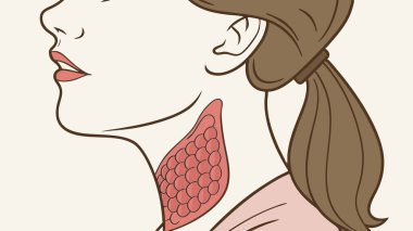 A concise, descriptive illustration shows the thyroid gland, highlighted in red, within the human neck. Learn about its anatomical position and importance.