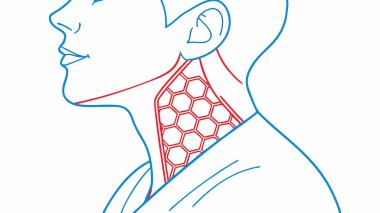 Bu anatomik illüstrasyon özellikle tiroid bezini vurgulayan insan boynu ve boğazını gösteriyor. Görsel berraklık, bal peteği deseni ve kırmızı ana hatları dahil, vücuttaki konumunu ve işlevini anlamada yardımcı olur..
