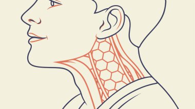 Profilde insan boynundaki bu anatomik çizimi keşfedin. Tiroid bezini, kaslarını ve etrafındaki iç yapıları açıkça gösterin. Tıp okumak ve boyun biyolojisini anlamak için mükemmel..