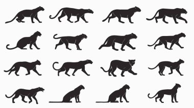 Büyüleyici siyah panter siluetleri dinamik hareketleri, çeşitli pozları, yürüyüşleri, koşuşları ve oturma animasyonlarını gösteriyor. Grafik tasarımı, hayvan çalışmaları ve hareketli grafik projeleri için mükemmel. Çevik kedi formlarını keşfet.