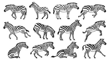 Siyah ve beyaz zebra çizgisi çizimleri koleksiyonu. Bu ayrıntılı tasarımlar, ayakta durmak, yürümek, koşmak ve dinlenmek de dahil olmak üzere çeşitli dinamik ve statik pozlarda zebraları gösteriyor. Vahşi yaşam, doğa ya da hayvan temalı projeler için mükemmel..