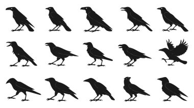 Yürüyen bir döngü ve vokalizasyonu gösteren çarpıcı bir siyah karga silueti koleksiyonu. Bu görsel kaynak çeşitli kuş pozlarını tasvir eder, animasyon projeleri veya doğa temalı tasarımlar için mükemmeldir.