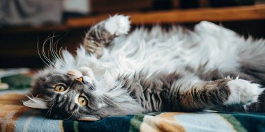 Tüylü gri bir kedi, patileri havada canlı bir battaniyenin üzerinde rahatlayarak, rahat ve eğlenceli bir anın tadını çıkarır. Bu sevimli kedi portresi yumuşak kürk ve parlak gözleri doğrudan kameraya bakarak çeker..