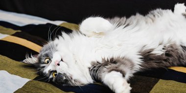 Tüylü, gri ve beyaz bir kedi canlı, desenli bir yorganın üzerinde neşeli bir gevşemeyi sever. Sevimli yüzü ve yumuşak kürkü, rahat bir şekilde uzanırken, saf mutlulukla dolu bir anda karnını gösteriyor..