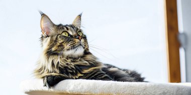 Görkemli bir tekir kedisi, tüylü kulakları, tüylü yelesi ve büyüleyici yeşil gözleri olan rahat bir kedi ağacının tepesinde huzur içinde uzanır..