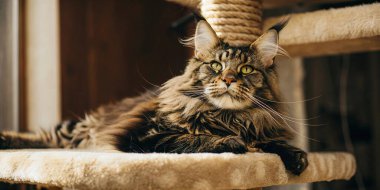 Güzel pofuduk bir kedi, rahat kedi ağacının tepesinde huzur içinde dinlenir. Bu uzun saçlı kedi huzurlu bir anın tadını çıkarıyor, sıcak ve güneşli bir noktada düşünceli bir şekilde ileriye bakıyor. Hayvan severler için ideal..