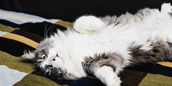 Tüylü, gri ve beyaz bir kedi canlı, desenli bir yorganın üzerinde neşeli bir gevşemeyi sever. Sevimli yüzü ve yumuşak kürkü, rahat bir şekilde uzanırken, saf mutlulukla dolu bir anda karnını gösteriyor..