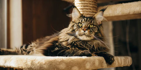 Güzel pofuduk bir kedi, rahat kedi ağacının tepesinde huzur içinde dinlenir. Bu uzun saçlı kedi huzurlu bir anın tadını çıkarıyor, sıcak ve güneşli bir noktada düşünceli bir şekilde ileriye bakıyor. Hayvan severler için ideal..