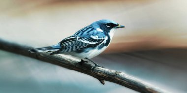 a beautiful cerulean warbler with striking blue and white plumage perched on a weathered branch. this small songbird is a captivating example of avian wildlife in its natural forest habitat.