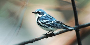 Canlı mavi ve beyaz işaretli bir erkek gök bülbülü doğal bir orman ortamındaki küçük bir ağaç dalında huzur içinde yatıyor..