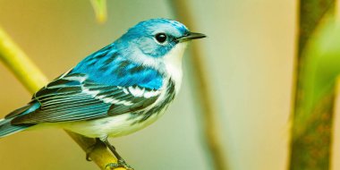 Canlı mavi ve beyaz tüylü güzel bir gök bülbülü bahar göçü sırasında bir dala tünemiştir..