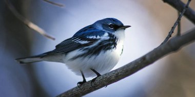 a beautiful cerulean warbler displays its striking blue and white plumage while perched on a small wooden twig in a forest.