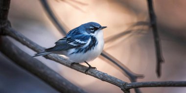 A small blue-gray gnatcatcher rests on a tree branch, showcasing its vibrant blue and white feathers against a soft bokeh background. Ideal for nature and bird enthusiasts.