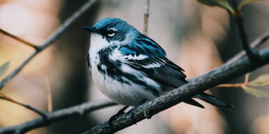 Altın kanatlı bir bülbülün çarpıcı mavi ve beyaz tüylerini gösteren yakın plan görüntüsü. Bu küçük ötücü kuş, doğal kış ortamında ince bir dala nazikçe tünemiştir. Hassas özellikleri ve benzersiz işaretleri açıkça görülüyor..