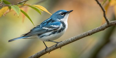 Canlı bir erkek ötleğen kuşu, doğal ortamında bir ağaç dalına tünediği sırada çarpıcı mavi ve beyaz tüylerini sergiler..