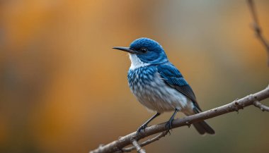 Bu çarpıcı erkek mavi kaya ardıcı ince bir dala takılmış durumda. Fotoğraf, canlı mavi tüylerini ve tüylerini doğal bir doğa ortamında yakalıyor. Vahşi yaşam ve kuş severler için mükemmel..