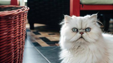 Parlak mavi gözlü çarpıcı beyaz bir Pers kedisi dokuma sepetinin içinde oturuyor. Bu zarif kedi yumuşak tüylü bir kürke ve muhteşem bir ifadeye sahiptir. Hayvan severler ve hayvan fotoğrafçılığı için mükemmel..