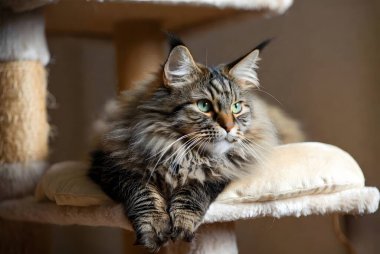 Muhteşem bir Maine Rakunu kedisi güzel yeşil gözlü uzun bir kedi ağacında dinleniyor. Bu tüylü tekir kedicik, parlak bir oturma odasında rahat bir tüneğin tadını çıkarıyor. Hayvanlar ve hayvan sahipleri için mükemmel..
