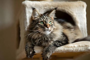 Çarpıcı, uzun saçlı, yeşil gözlü bir tekir kedi yumuşak peluş bir kedi küpünün içinde rahatça dinleniyor. Bu içerik kedisi, güzel kürkünü ve rahatlamış ifadesini sergileyerek, iç mekanında huzurlu bir anın tadını çıkarıyor..