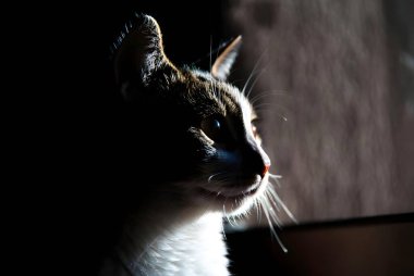 Bir evcil tekir kedinin çarpıcı portresi. Gölgeyle kısmen gizlenmiş ve bir ışık huzmesi tarafından aydınlatılmış. Bu dramatik kedi fotoğrafçılığı sessiz bir tefekkür anını yakalıyor..