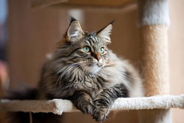 Güzel, uzun saçlı bir tekir kedi sisal kaplı bir kedi ağacında rahatça dinlenir. Bu kabarık kedi çarpıcı yeşil gözleri ve evin içinde görkemli bir varlığı var. Hayvan severler ve hayvan severler için mükemmel..