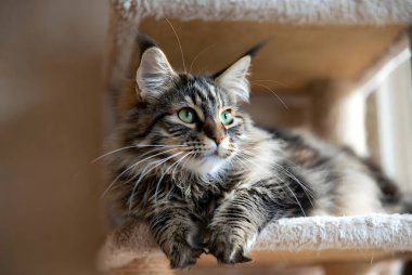 Güzel yeşil gözlü tekir kedi uzun bir kedi ağaç kulesinde rahatça dinleniyor. Alarm kedisi uzun bıyıkları ve yumuşak kürkleriyle kameraya bakarken kapalı alanda güneşli bir levreğin keyfini çıkarıyor. Bu evcil mobilyalar dinlenmek için rahat bir yer sağlıyor..