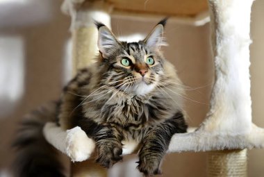 Etkileyici kulakları ve tekir kürkü olan görkemli tüylü bir Maine Rakunu kedisi uzun tahta bir kedi ağacında dinleniyor. Bu güzel uzun saçlı evcil hayvan, rahat bir ev ortamında uzanırken meraklı ve asil görünüyor..