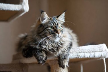 Güzel, uzun saçlı bir tekir kedi, en sevdiği kapalı kedi ağacında huzurlu bir anın tadını çıkarıyor. Bu tüylü kedi, rahat kulesinde dinlenirken düşünceli görünüyor..