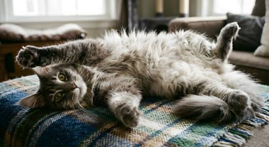 Güzel gümüş bir tekir kedi yumuşak bir ekose battaniyenin üzerinde lüks içinde uzanıyor. Bu tüylü kedi güneşin altında huzurlu bir şekerlemenin tadını çıkarıyor..