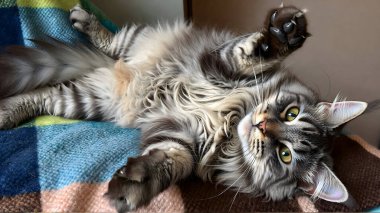 Tüylü gümüş bir tekir kedi pençelerini kaldırarak sırtüstü uzanıyor. Bu şakacı kedi, göbek masajı ve ilgi bekleyen güzel gözlerini ve yumuşak kürkünü gösteriyor..