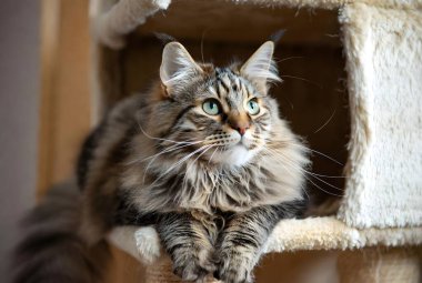 Şirin kedi ağaçlarının saklandığı yerden gizlice bakan tüylü, güzel bir tekir kedi. Bu uzun saçlı kedi konforlu bir evde dinlenmekten zevk alıyor..