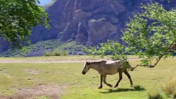 Zwischen Bäumen in den Bergen zu Fuß Pferd — Stockvideo