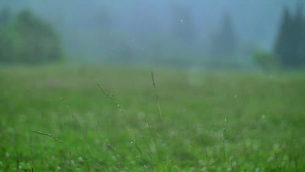 Lluvia y granizo Altay — Vídeos de Stock